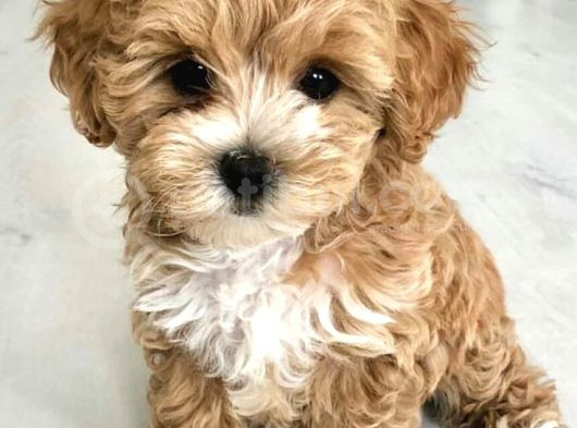 Pet Eğitimli Maltipoo Erkek Ve Dişi Yavrular görsel