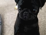 Siyah Gül Kuyruk Pug Hamburger Yüzlü
