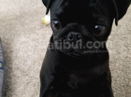 Siyah Gül Kuyruk Pug Hamburger Yüzlü görsel