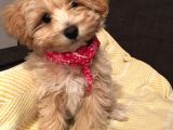 Pet Eğitimli Maltipoo Erkek Ve Dişi yavrular