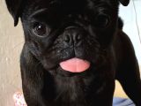 Siyah Gül Kuyruk Pug Hamburger Yüzlü