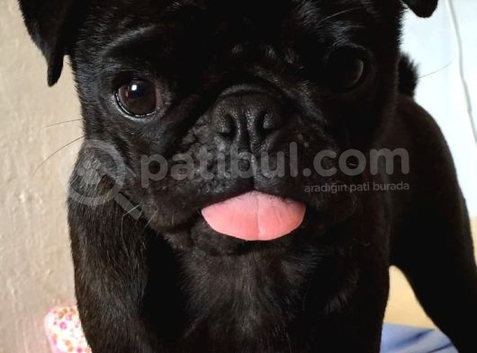 Siyah Gül Kuyruk Pug Hamburger Yüzlü görsel