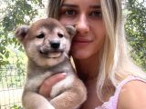 Shiba İnu Yavrular