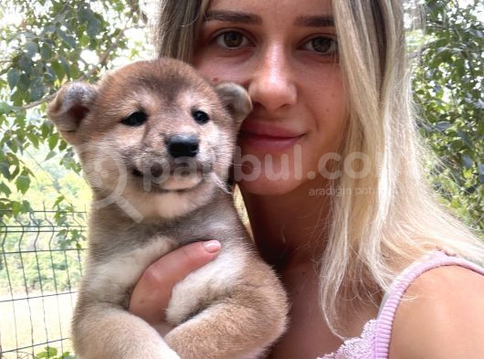 Shiba İnu Yavrular görsel
