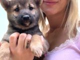 Shiba İnu Yavrular