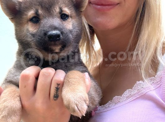 Shiba İnu Yavrular