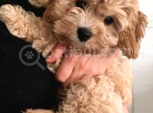 Pet Eğitimli Maltipoo Erkek Ve Dişi Yavrular görsel