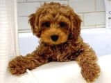 Kıpkırmızı Red tooy poodle sevimli yavrular 