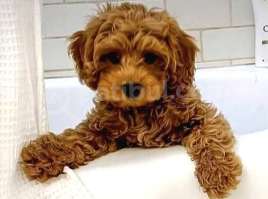 Kıpkırmızı Red Tooy Poodle Sevimli Yavrular 