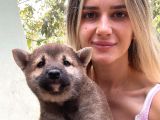 Shiba İnu Yavrular