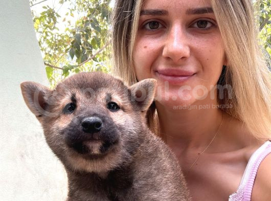 Shiba İnu Yavrular görsel