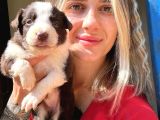 Her Renk Border Collie Yavru