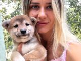 Shiba İnu Yavrular