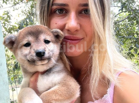 Shiba İnu Yavrular görsel