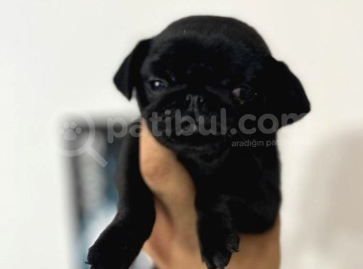 Hamburger Surat Gül Kuyruk