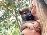 Shiba İnu Yavrular