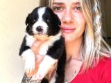 Her Renk Border Collie Yavru