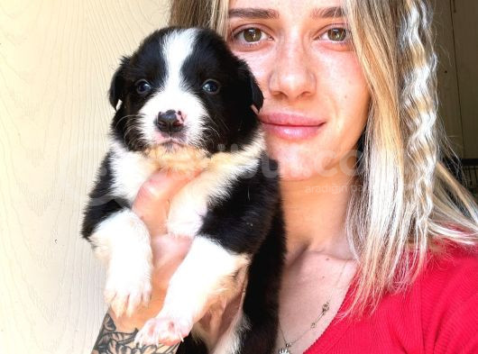 Her Renk Border Collie Yavru görsel