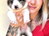 Her Renk Border Collie Yavru