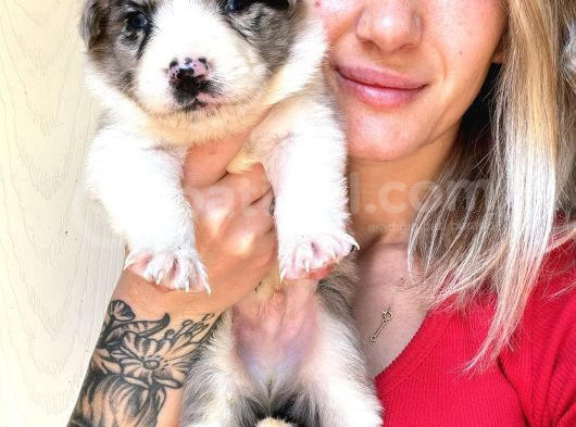 Her Renk Border Collie Yavru görsel