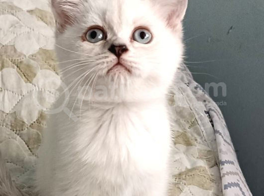 Küçük Prensesler Orji̇nal Irk