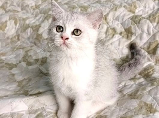 Küçük Prensesler Orji̇nal Irk görsel
