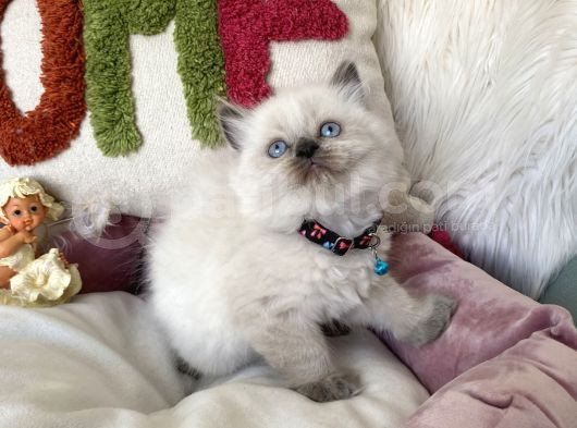 A Kali̇te Blue Poi̇nt görsel
