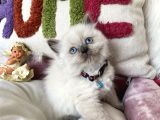 A Kali̇te Blue Poi̇nt