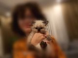 Safkan harika  iran yavrumuz