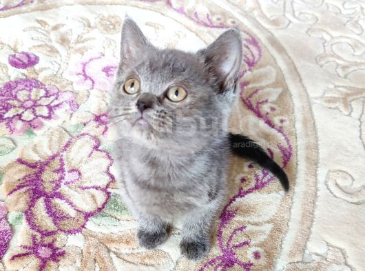Yeni̇ Yuvasina Gi̇tmeye Hazir Bi̇r Mi̇nnak görsel