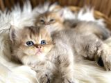 Golden British Longhair Yavru