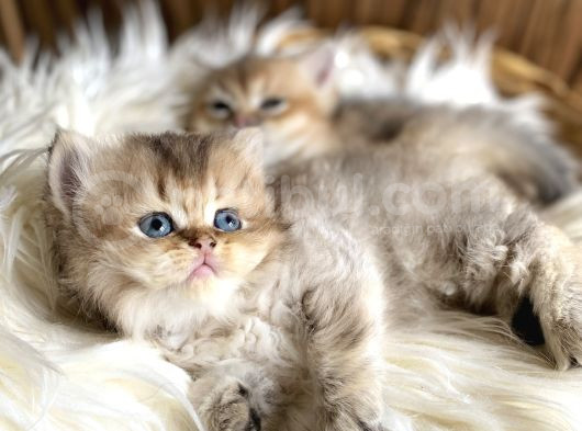 Golden British Longhair Yavru görsel