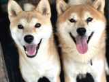 Shiba İnu Yavrular