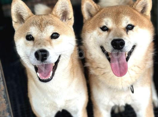 Shiba İnu Yavrular görsel