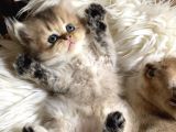 Golden British Longhair Yavru