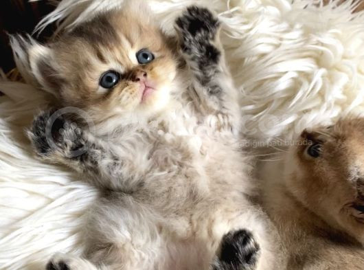 Golden British Longhair Yavru görsel