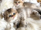 Golden British Longhair Yavru