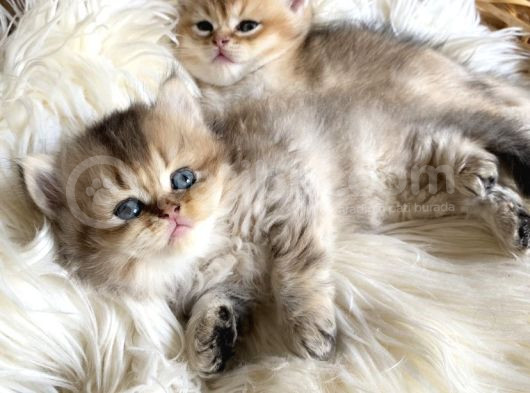 Golden British Longhair Yavru görsel