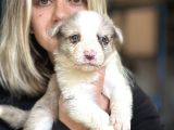Her Renk Border Collie Yavru