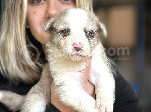 Her Renk Border Collie Yavru görsel