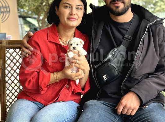 Maltese Yavrular Mini görsel