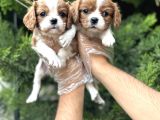 Safkan Cavalier King Charles Yavruları