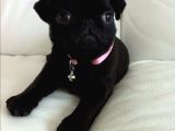 Siyah Gül kuyruk Pug Hamburger yüzlü