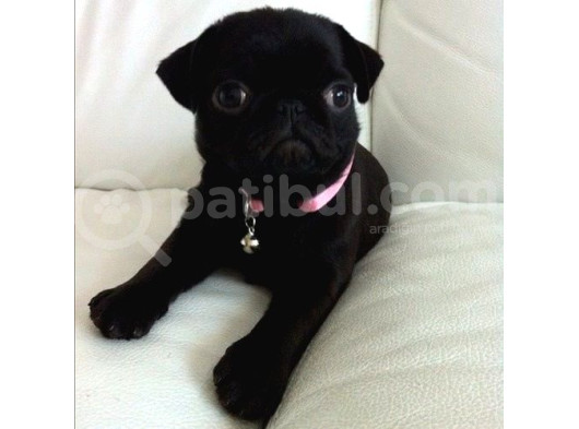 Siyah Gül Kuyruk Pug Hamburger Yüzlü