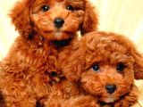 Kıpkırmızı Red Tooy Poodle Sevimli Yavrular 
