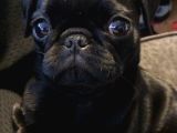 Siyah Gül Kuyruk Pug Hamburger Yüzlü