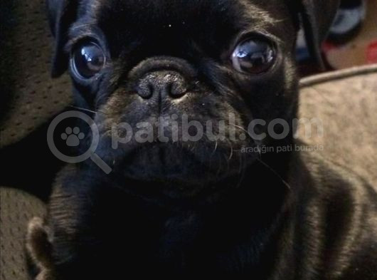 Siyah Gül Kuyruk Pug Hamburger Yüzlü görsel