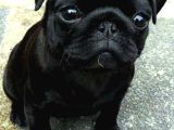 Siyah Gül Kuyruk Pug Hamburger Yüzlü