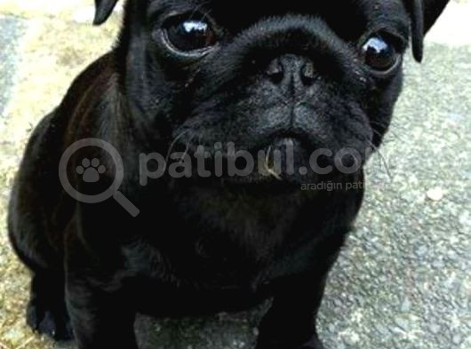 Siyah Gül Kuyruk Pug Hamburger Yüzlü görsel