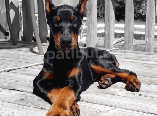Mermi Gibi Estetikli King Doberman Orjinal
